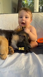 7.9K views · 190 reactions | We discuss the three main reasons why a dog may arch its leg and put its paw down. This gesture is often seen as harmless, but it actually conveys important meanings. It can be a sign of attachment, a way for the dog to comfort you when you’re stressed or upset, and a request for attention and affection to strengthen the bond between you. #dog #dogs #doglover | Dog and His Boomer | Facebook