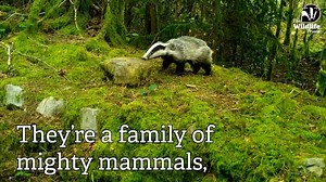 What is a mustelid? Mustelid probably isn’t a word that most people use very often. Everyone has heard of Stoats and Weasels, but you might be unaware that these carnivorous animals belong to a group of mammals called the mustelids. Other members of the mustelid family in the UK are Badger, Polecat, Pine Marten and Otter. They are joined by the American Mink, which is a non-native mammal that has established itself in Britain, and the occasional escaped domestic ferret. https://sussexwildlifetru