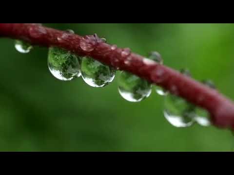 Radhanagari wildlife sanctuary documentary