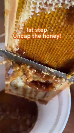 Our ladies have made enough honey to harvest and to feed themselves!! What a treasure this is! Oh so