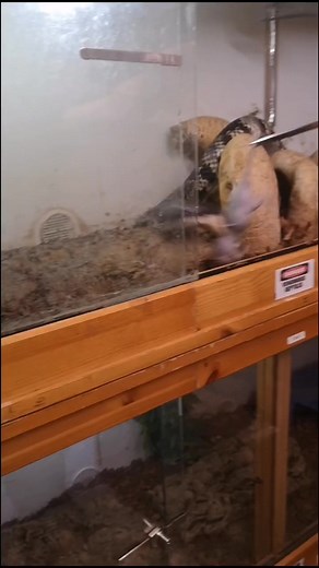 Feeding Lunar she my crazy false water cobra 😁🙈#snakesoftiktok #foryoupage #reptilesoftiktok #hydrodynastesgigas #falsewatercobra #reptilehouse #fyp