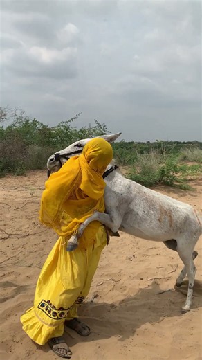 صوت الحمار وسط أجواء الريف الهادئة، في لحظة جميلة، تجسيد لدفء الحب وروح المحبة والإحسان🦓🙋‍♀️