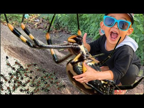 HUNTING TOP Giant Golden Spider with Fawwaz on the Big River Cliffs