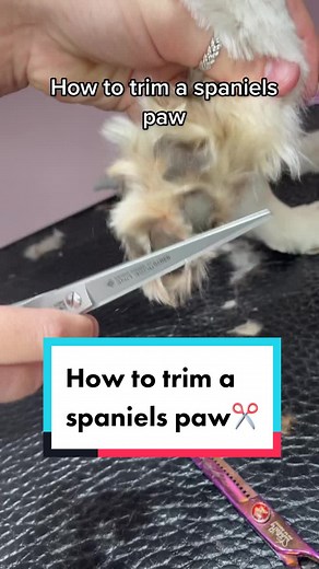 How to Trim a Spaniel's Paw: Step-by-Step Guide