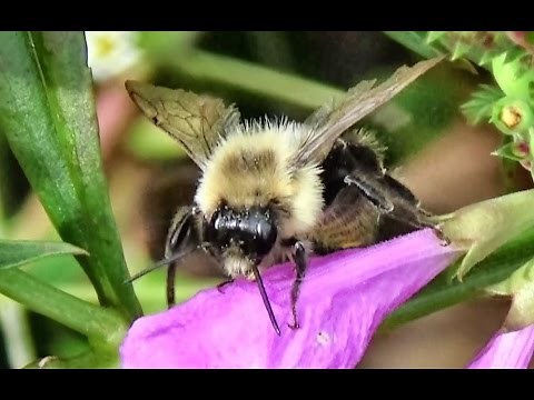 Male Common Eastern Bumble Bee (Bombus impatiens)