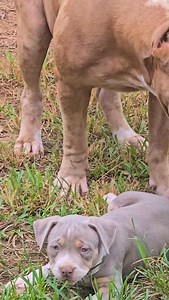 FLORESTA Norte MELANE 1 ano e 6 Meses Filha: ASLAM x MERYLIN Poduction: Floresta Norte KENNEL 🔥🌈🐶 | Canil Floresta Norte