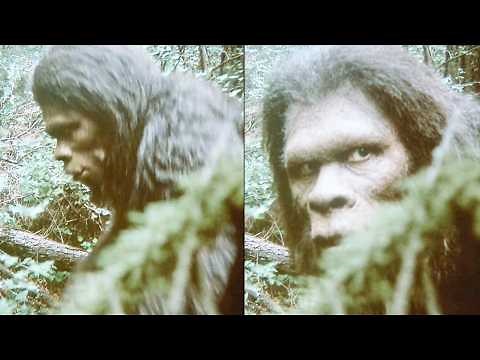 REAL Unknown Animals Recorded by Wildlife Cameras - Part 2