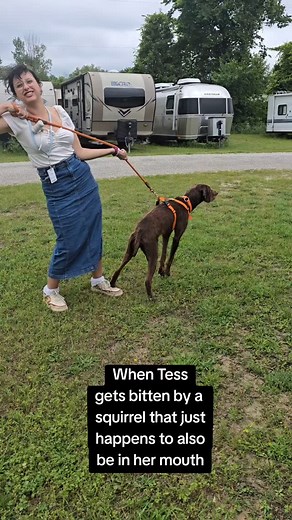 Abby Jimenez | 😂😂😂 #Pudelpointer @tessie_gurl | Instagram