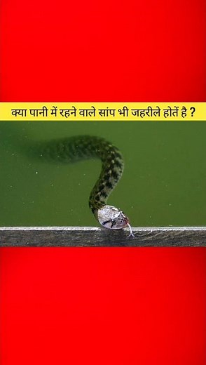 Water Snake Bite: Are Water Snakes Poisonous? Shocking Truth Explained