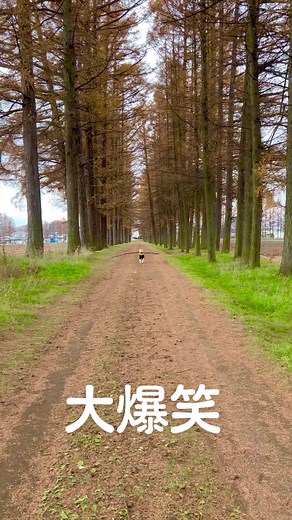 爆笑犬のおもしろ動画！ゴールデンレトリバーとの楽しい暮らし