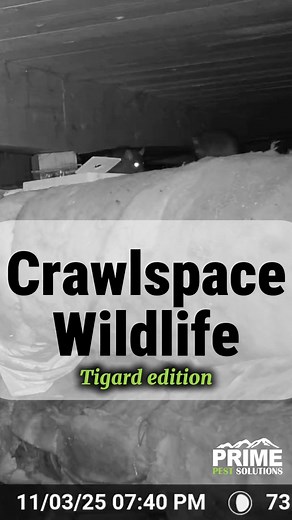 #Crawlspace #tigardoregon #primepestsolutions #localbusiness #beavertonpestcontrol | Prime Pest Solutions
