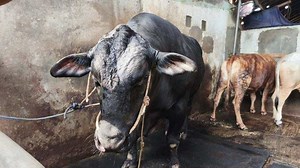 Kenalkan Gerandong, Sapi Kurban Pilihan Presiden Prabowo dari Lampung - Tribunnews.com