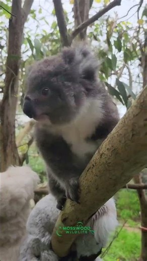 Koala Jasper’s Careful Climb | Slow and Steady Moments in Australian Wildlife