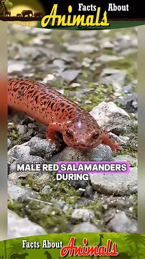 2.1K views · 25 reactions | Here are some intriguing animal facts that you may not have been aware of. #lifestyle #facts #About #animals #nature | Facts about Animals | Facebook