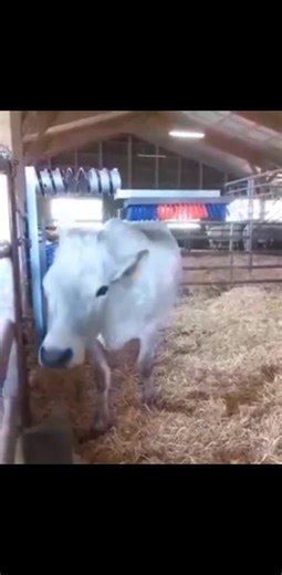 simple cow brusher #cattle | Farming and Livestock keeping