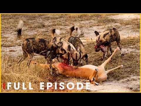 Wild Dogs vs Crocodiles: Dangerous Encounters | Nature Animal Documentary