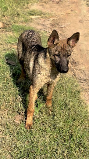 Understanding Wolfdog Breeds: Traits and Care Tips