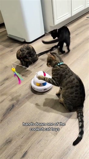 4-in-1 interactive cat toy with laser, feather teaser, and track ball that actually keeps cats