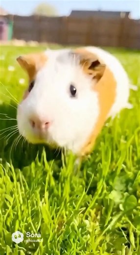 Free-roaming guinea pig [AI]