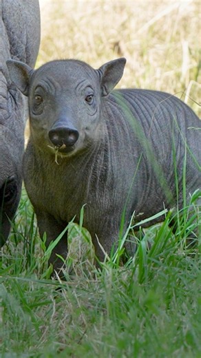 Footage of rare piglet at Chester Zoo