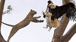 Mother Leopard Fail Save Baby From Eagle, Lioness Help Paralyzed Cub Find Food, Hyenas vs Baboon | Loving Hamsters