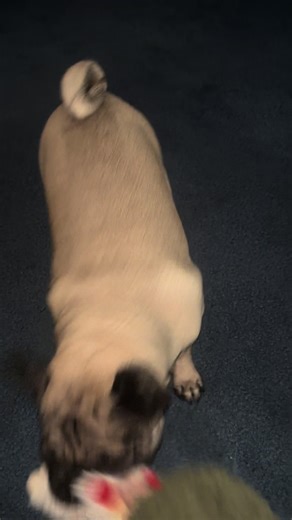 #pugsoftiktok #puglife #fyp # | pugs