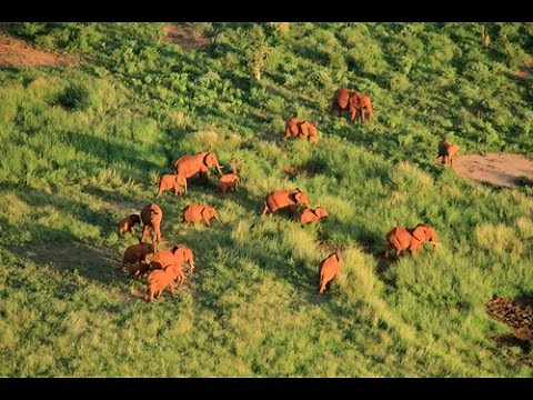 Aerial survey counts African elephants