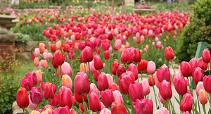 It's Tulip Time at Bartlett Arboretum in Belle Plain, KS | April 12-13
