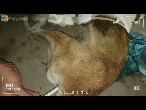 Deep Dive Analyzing a Critical Wound Rescue