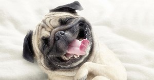 Dog Personalities from A to Z: Which One Is Your Pup?