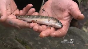 Wild Brook Trout Fishing with PA’s Wild Trout