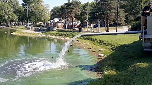STOCKING SUNFISH (Sept 2022) -- Staff at Blind Pony Hatchery recently released more than 5,000 catchable size hybrid sunfish into 11 lakes in the Kansas City region. They are currently stocking an additional 6,600 catchable size hybrid sunfish into 16 lakes in the St. Louis region. Hybrid sunfish are very aggressive feeders which makes them easier to catch and are a good species to get kids hooked on fishing. Effective artificial lures include small jigs, spinners, flies and poppers. Natural bai