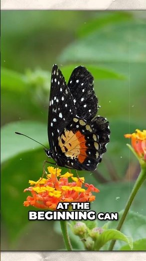 The butterfly effect: small beginnings, massive changes