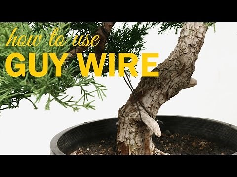 Bonsai Techniques: How to Use Guy Wire