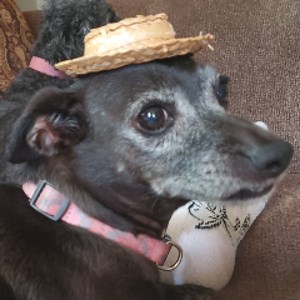 oofy - Twitch