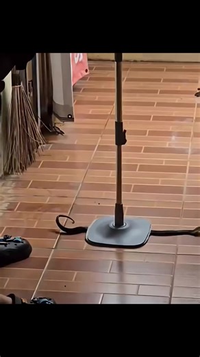 How to trap a snake #snake #traps #wildlife #snakecatching #outdoors #safewildlife #nature #snakecontrol #reptiles #animalbehavior