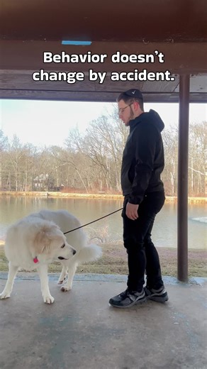 Effective Dog Training: The Power of Consistent Rules