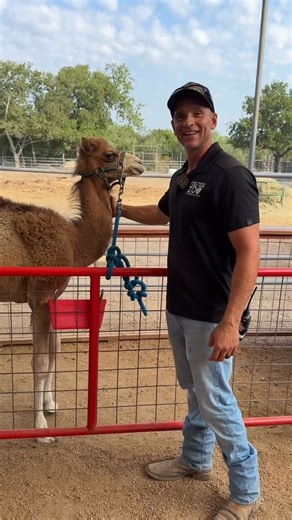 22 reactions · 7 comments | Only a few days left to submit your names for our baby camel naming contest! To enter: ✔ Like this post ✔ Share it ✔ Comment your name suggestions Only form submissions are eligible. Entries close August 30. Finalists will be announced shortly after. If your name is selected, you’ll win a free camel feeding and a family four-pack of zoo admission tickets. | Animal World & Snake Farm Zoo | Facebook