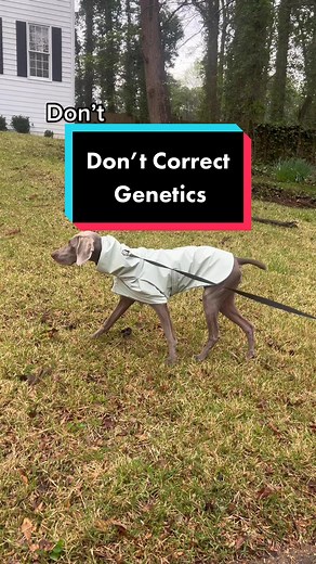 Weim_crime.sisters on TikTok