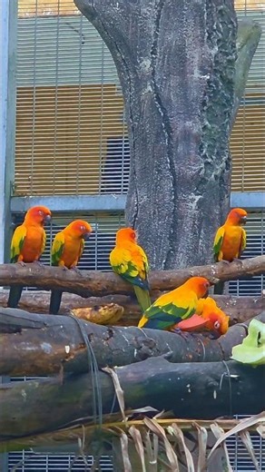 Sun Conures Being Absolutely Stunning 🌈