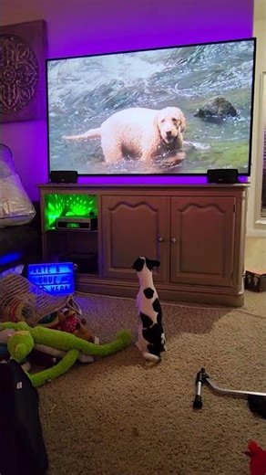 Dog Can't Get Enough TV