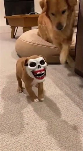 Mom Dog Can’t Handle the Mask Scare! So Funny! 😆