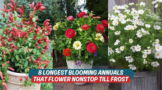 Keep your garden colorful: 8 long-blooming annuals