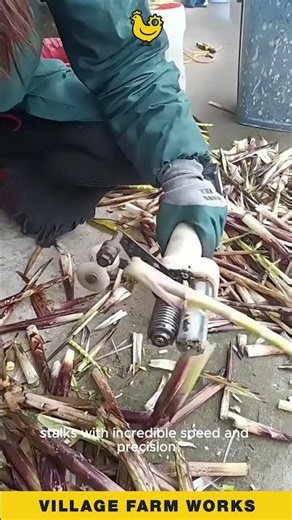 This Tool Strips 🎋 Sugarcane Cleanly In Seconds #SugarcaneTool