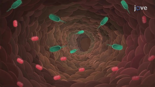 Digestive System Bacteria - From Molecules to Organisms: Structures and Processes - JoVE K12