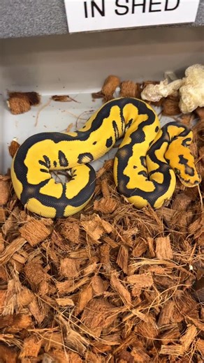 Las Vegas Ball Pythons on Instagram: "Female Leopard Desert Ghost Clown het Hypo POs Vanilla with a Fresh shed Combo is GLOWING Have Males and Females need a couple more meals and will be available . . . . . #LeoDesertGhostClown #DesertGhostClown #DGHypo #HetHypo #ClownMorph #HighEndMorph #BallPythonForSale #AvailableBallPython #MorphMarket #BallPythonBreeder #BallPythonCommunity #BallPythonAddict #RareMorphs #GlowingAfterShed #FreshShed #PostShedGlow #InsaneColors #SnakeBreeder #ReptileLovers #