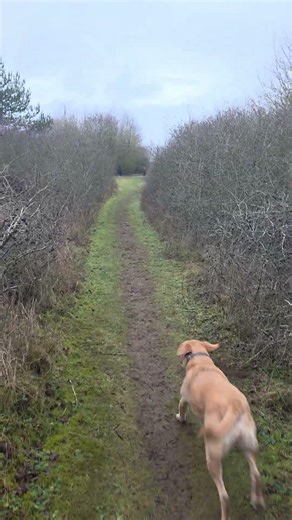 UK countryside labrador dog walk. Saturday afternoon winter hike. Wildlife nature ASMR