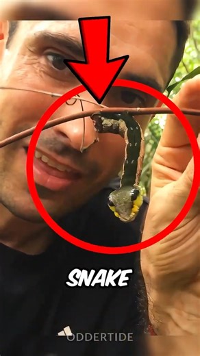 Nature’s Creepiest Caterpillar 😲🐛