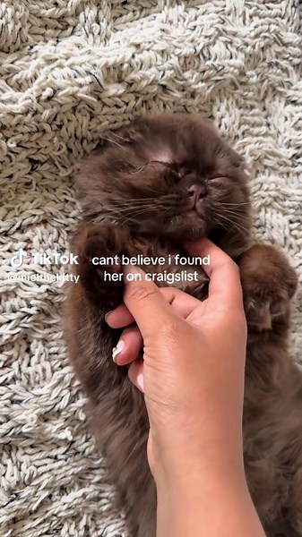 Adopting a Scottish Fold Kitten from Craigslist