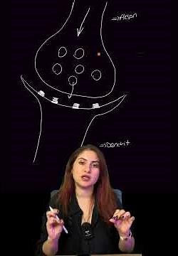 Meydan Okuyorum - Sinaps İletiminin En Hızlı Anlatıldığı Video - Sinir Sistemi